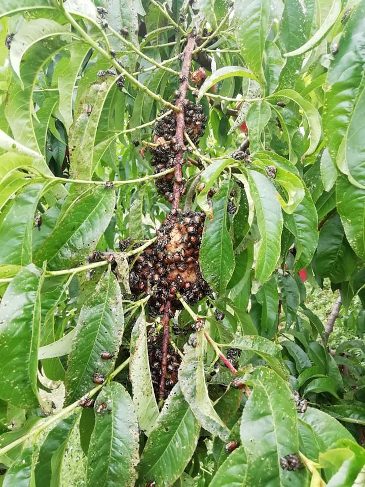 Popillia japonica, Rutelidae - nuovo alieno in Italia